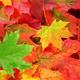 Illustration for article titled Autumn Has Arrived!